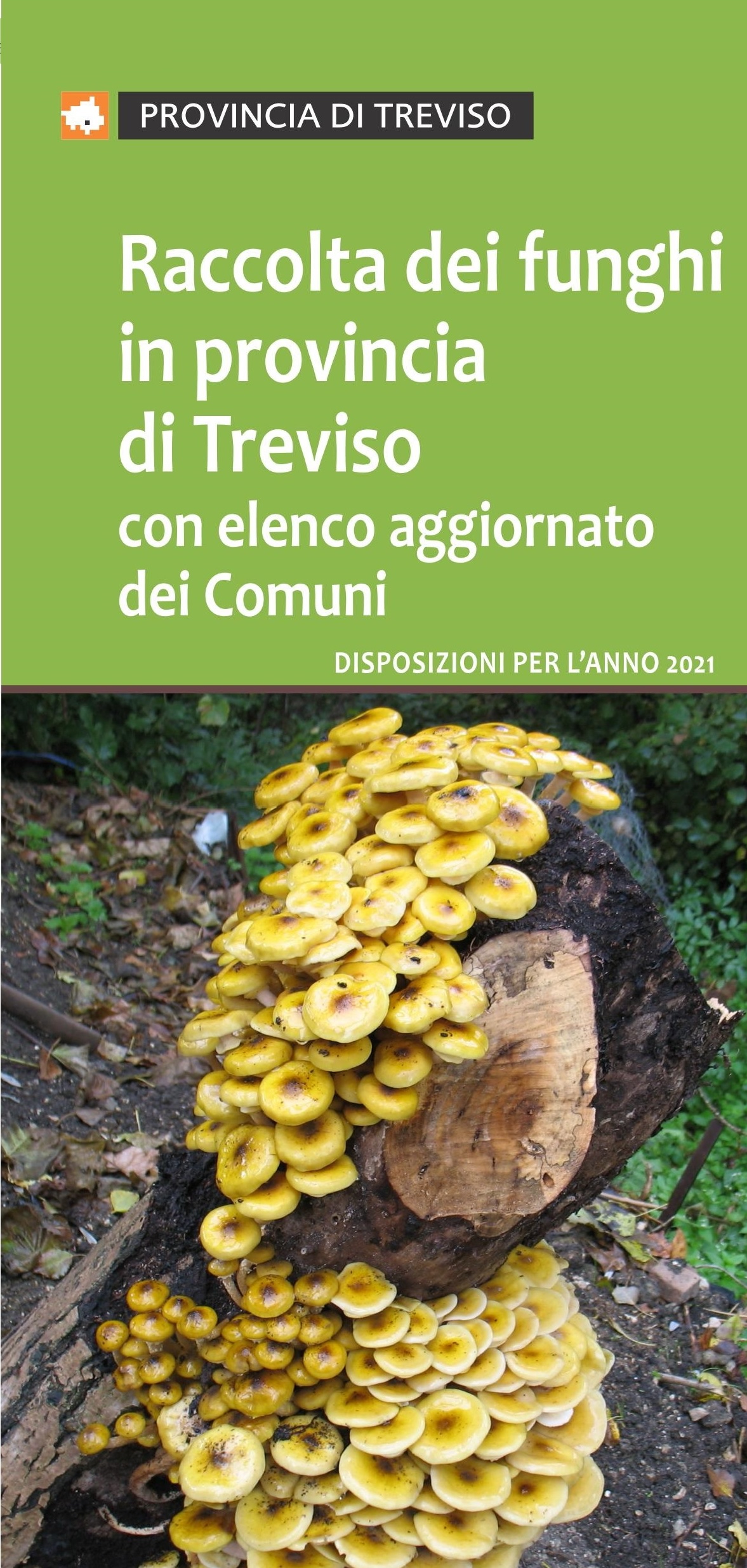 Raccolta dei funghi in provincia di Treviso, disposizioni per l’anno 2021